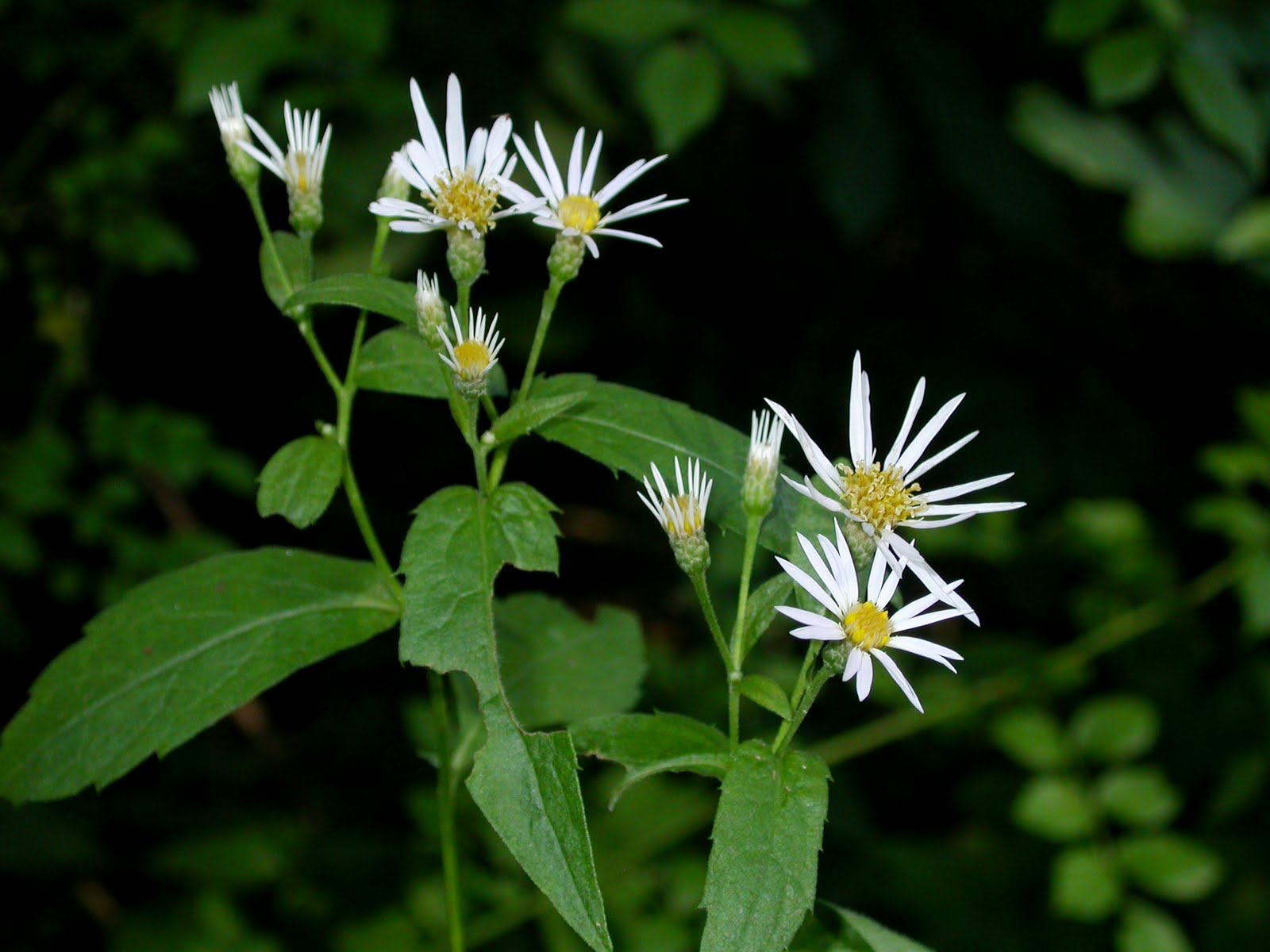 Kine,Aster